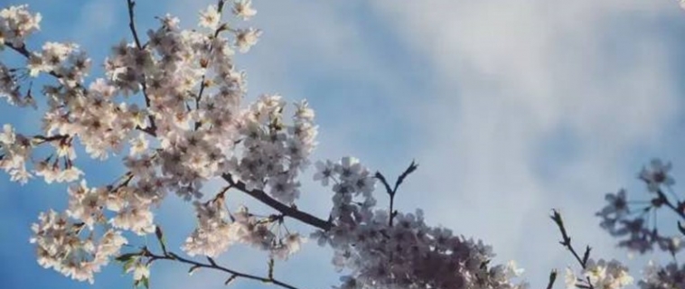 新西兰打工旅行记?南岛樱花雨